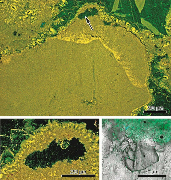 Coralline red algae have existed for 300 million years longer than presumed
